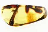 Fossil Spider, Ant, and Twig with Partial Leaf In Baltic Amber #284598-1